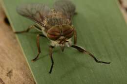 صورة Hybomitra