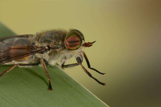 صورة Hybomitra