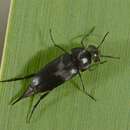 <i>Mordella aculeata</i>的图像