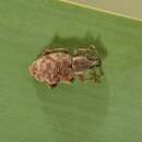 Image of clay-colored weevil