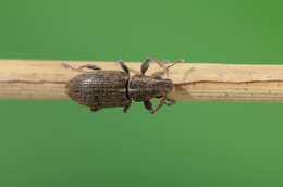 Image of Pea Leaf Weevil