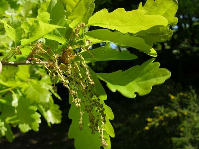 Image of beech family