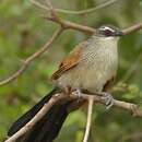 Image of White-browed Coucal