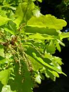 Image of beech family