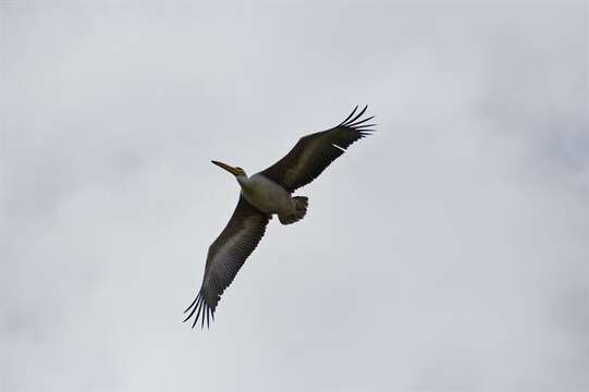 Image of pelicans