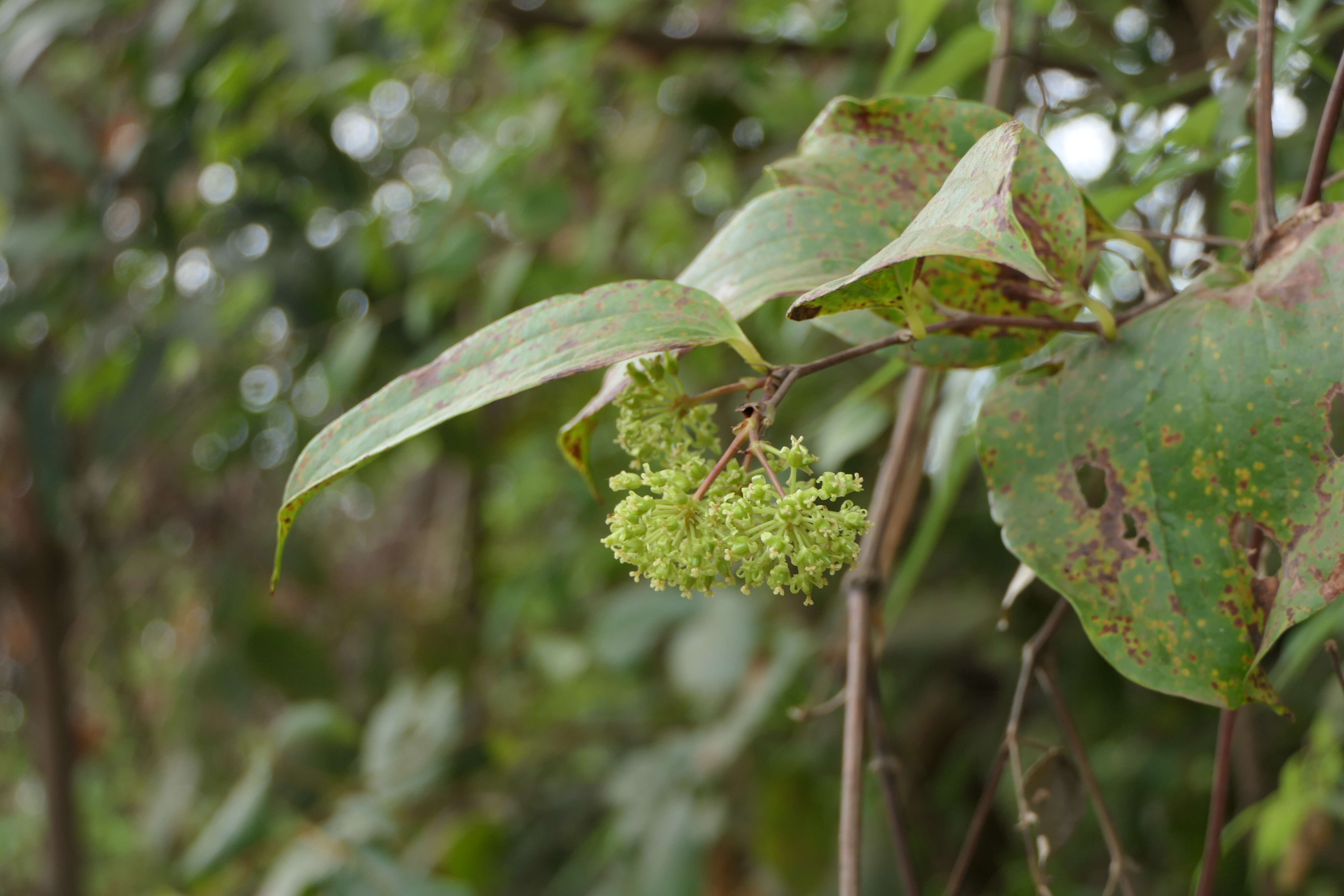 Image of Smilax zeylanica L.