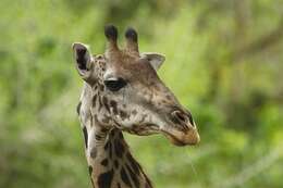 Image of Rhodesian giraffe