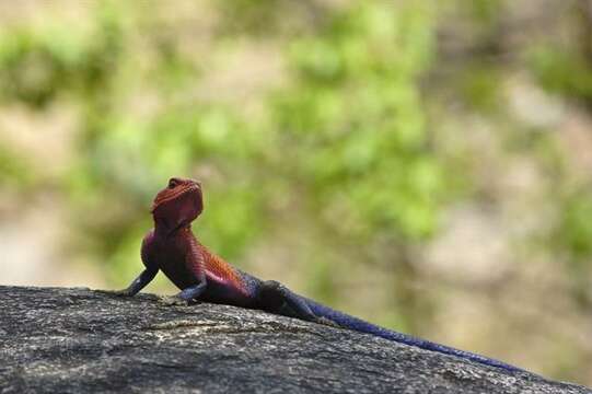 Image of Scortecci's Agama