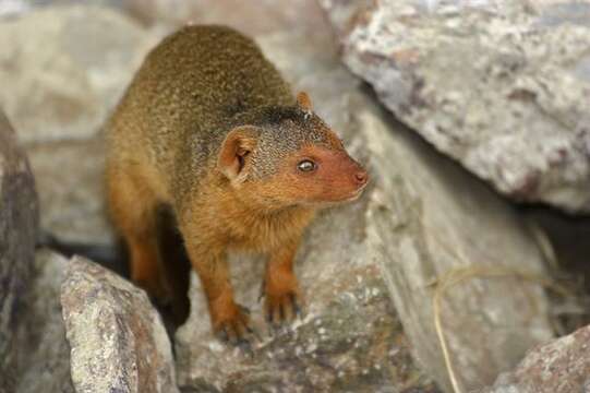 Image of Dwarf mongooses