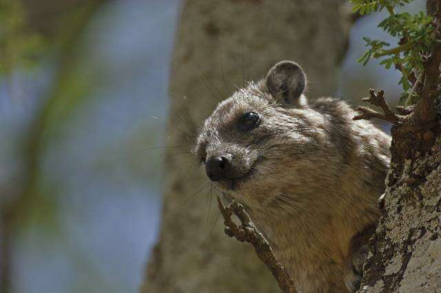 Image of Bush Hyrax