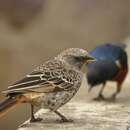 Image of Rufous-tailed Weaver