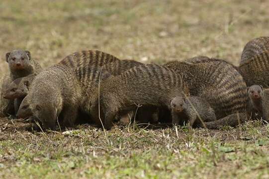 Image of Banded mongooses