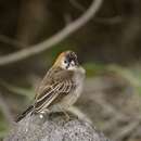 Image of Speckle-fronted Weaver