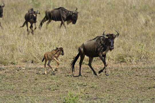 Image of wildebeest