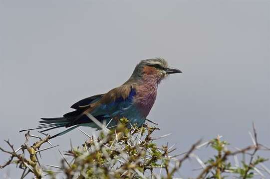 Sivun Coracias Linnaeus 1758 kuva