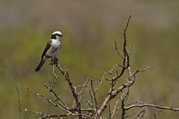 Image of White-crowned Shrikes