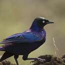 Image of Rueppell's Glossy-Starling