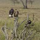 Image of White-headed Vulture