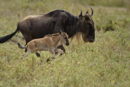 Image of wildebeest