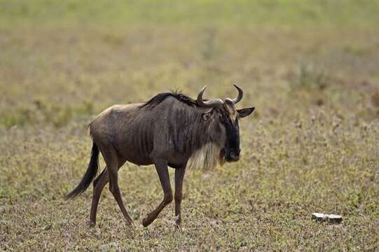 Image of wildebeest