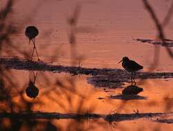 Image of painted snipes