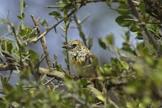 Image of African terrestrial barbets