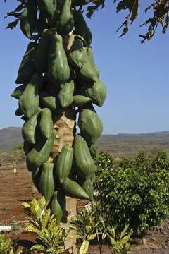 Image of papaya