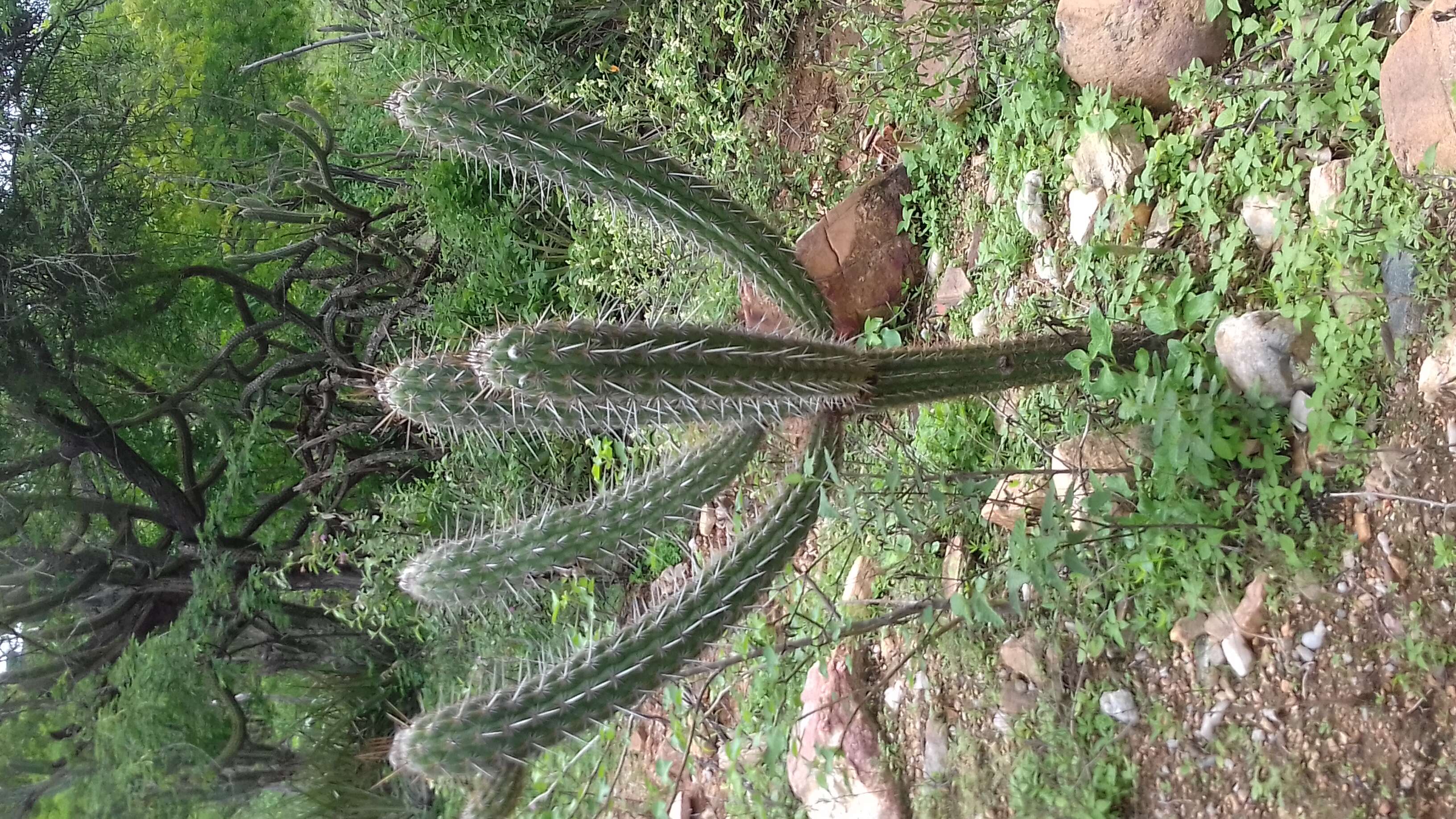 Plancia ëd Pilosocereus polygonus (Lam.) Byles & G. D. Rowley