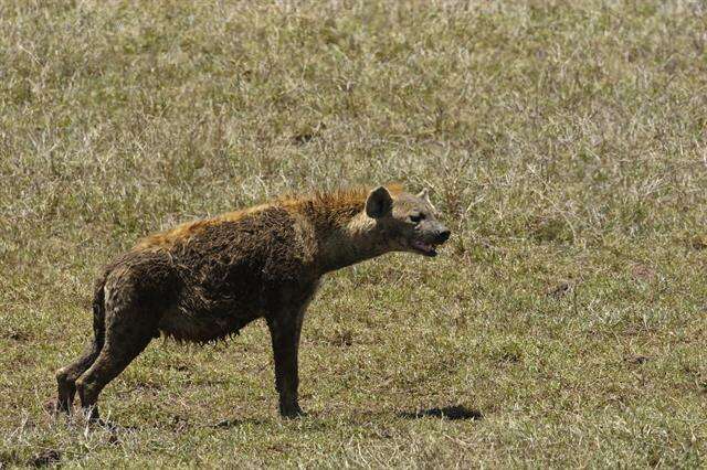 Image of Spotted Hyaenas