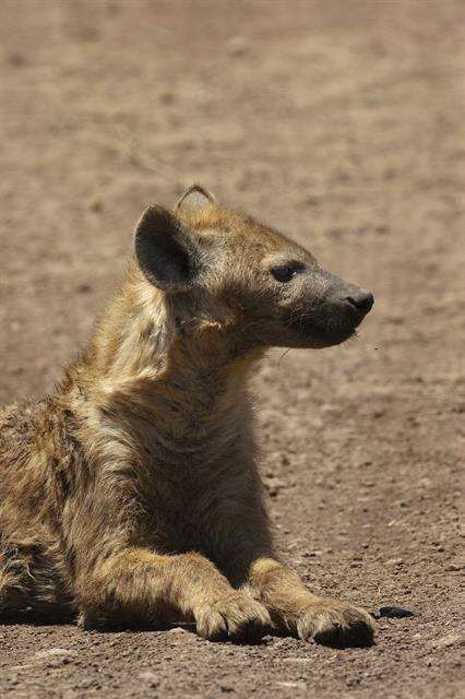 Image of Spotted Hyaenas