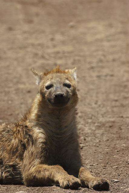 Image of Spotted Hyaenas