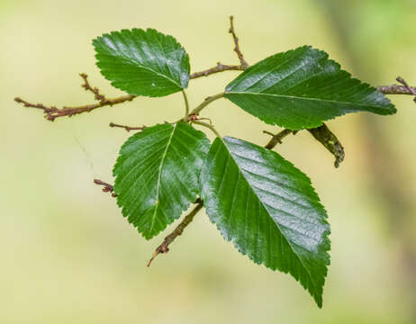 Image of Carpinus laxiflora (Siebold & Zucc.) Blume