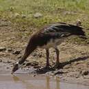 Image of Spur-winged Goose