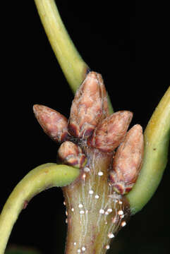 Image of Chestnut Oak