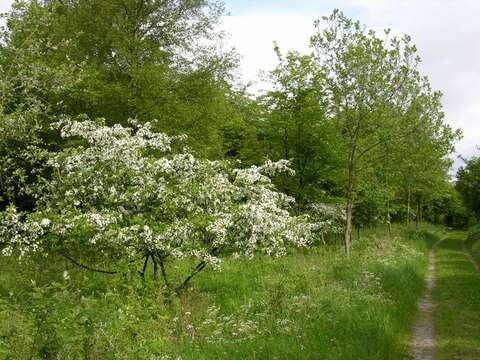 Image de Malus sieboldii (Regel) Rehd.