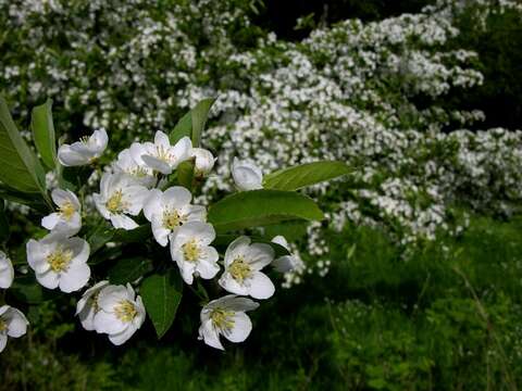 Image de Malus sieboldii (Regel) Rehd.