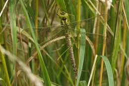 Image of Green Hawker