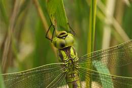 Image of Green Hawker