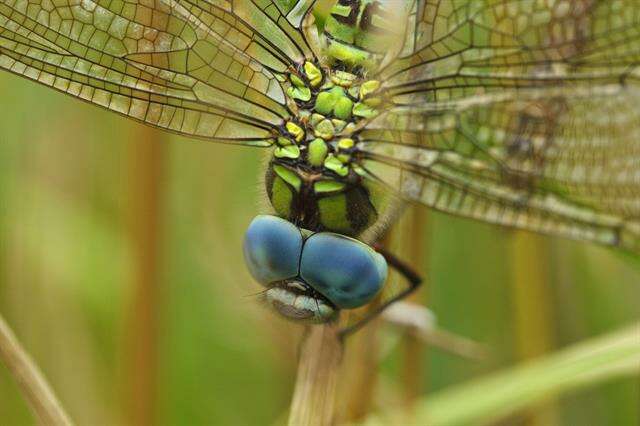 Image of Green Hawker