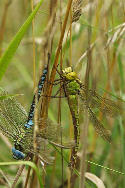Image of Green Hawker