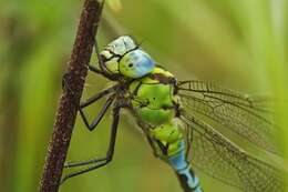 Image of Green Hawker