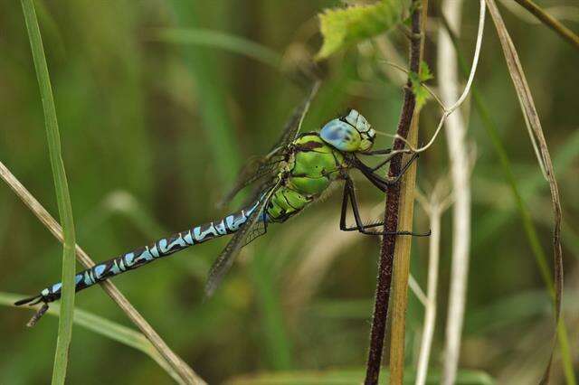 Image of Green Hawker