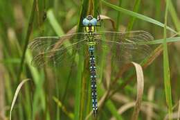 Image of Green Hawker