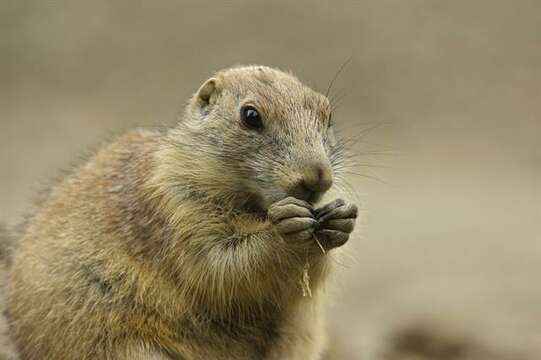 Image of prairie dogs