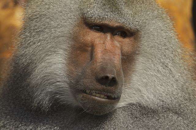 Image of Baboon