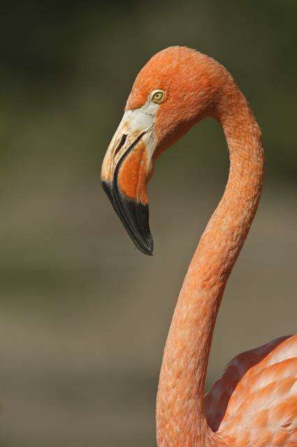 Слика од Phoenicopteriformes