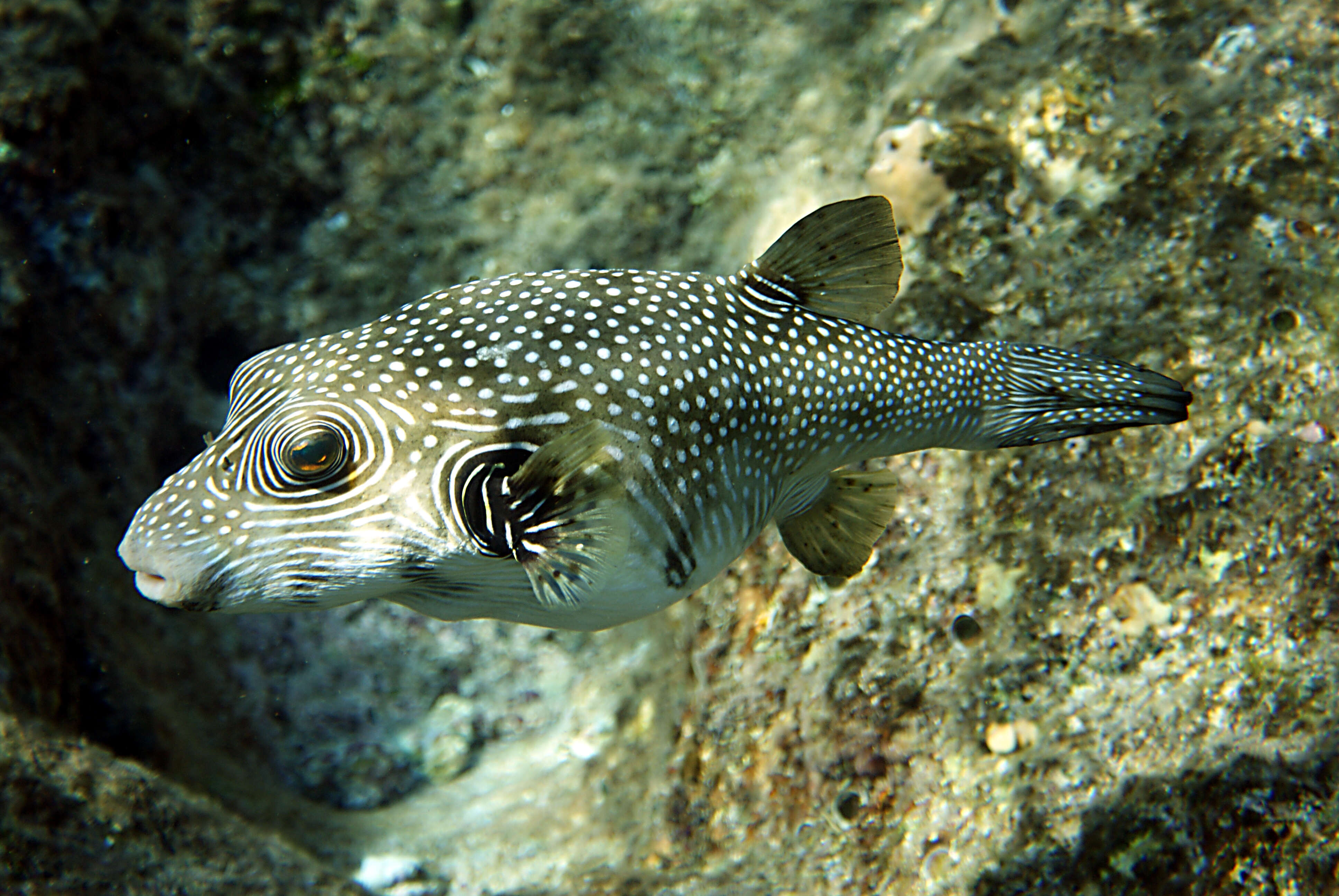 Image of Broadbarred Toadfish