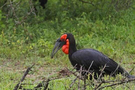 Image of Ground Hornbill