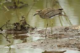 Image of stone-curlews