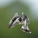 Image of Pied Kingfisher